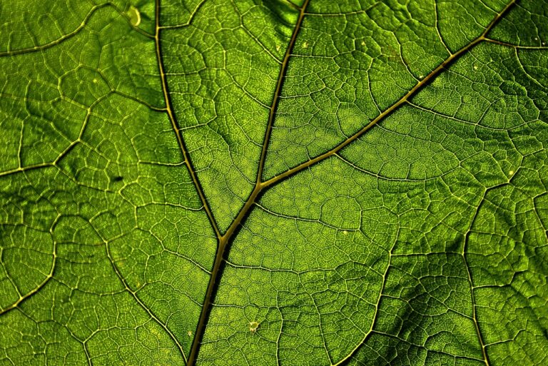 butterbur leaf leaf veins green 3469942