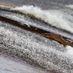 Lachsöl Hund Dosierung