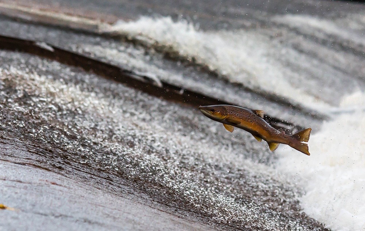 salmon fish jump upstream 1107404