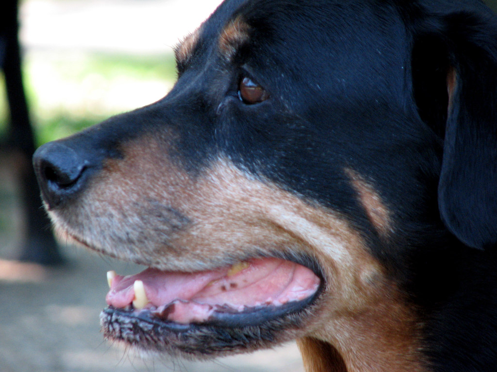Sydney the Rottie Dog