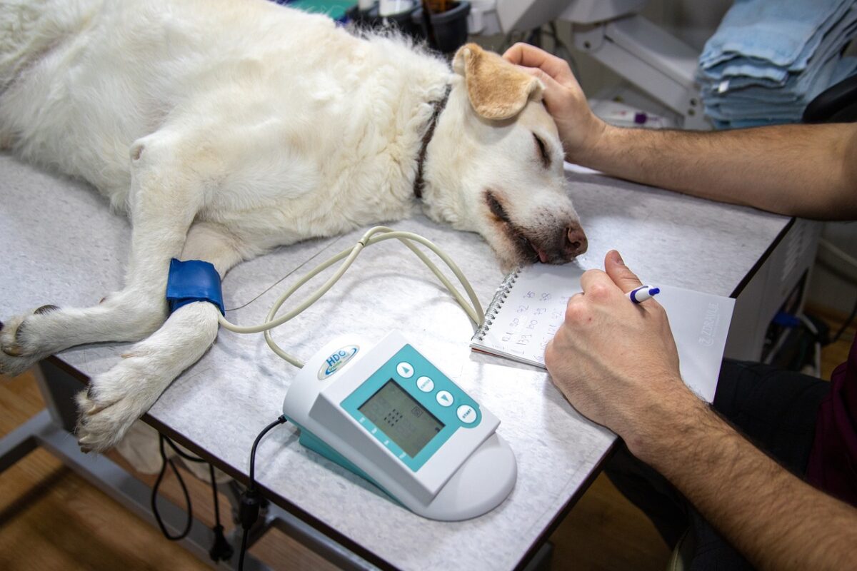 veterinary blood pressure 4940425