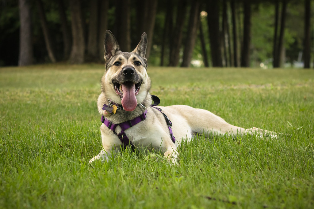 More dog (explored)