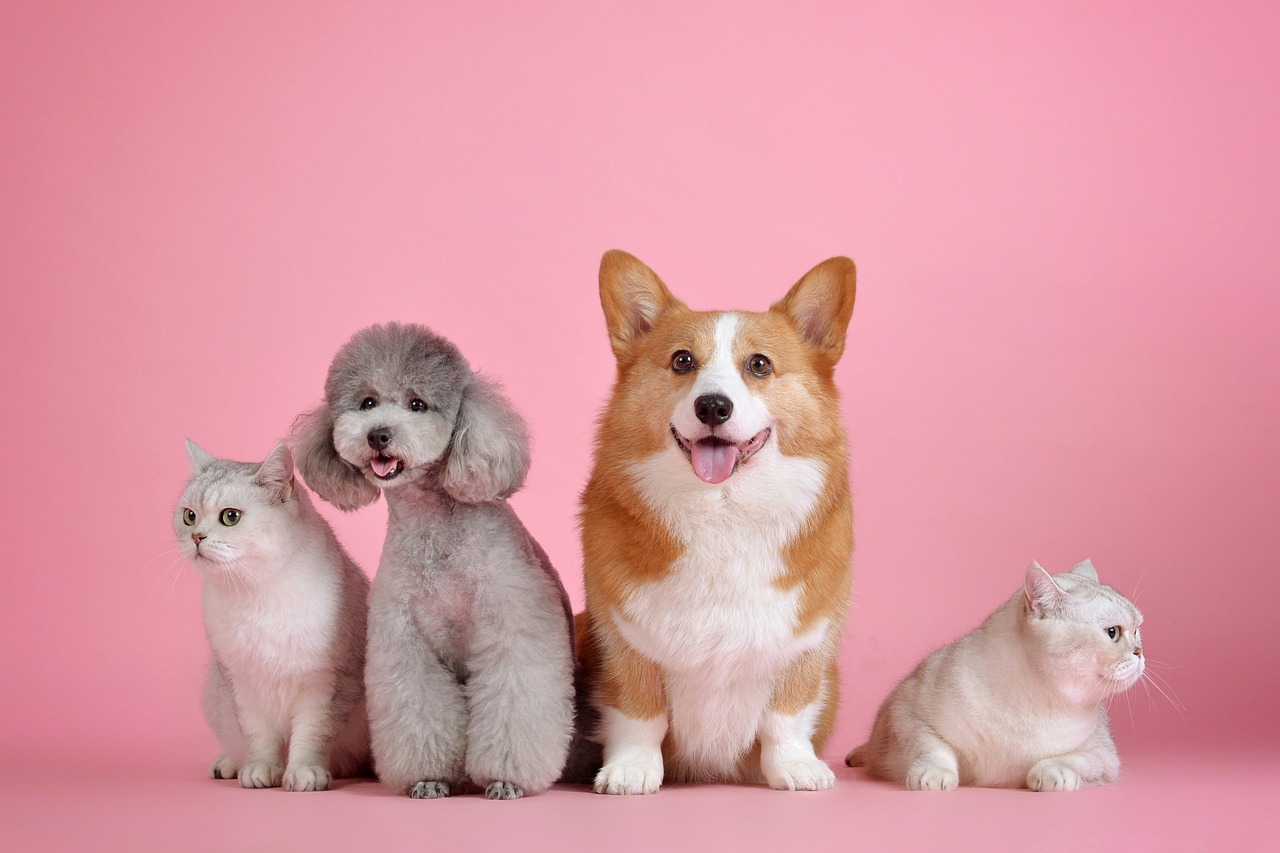 pets cat dog animals pet mammals 3715733