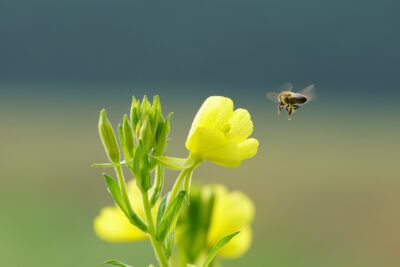 wildflower wild flower mountain 4416211