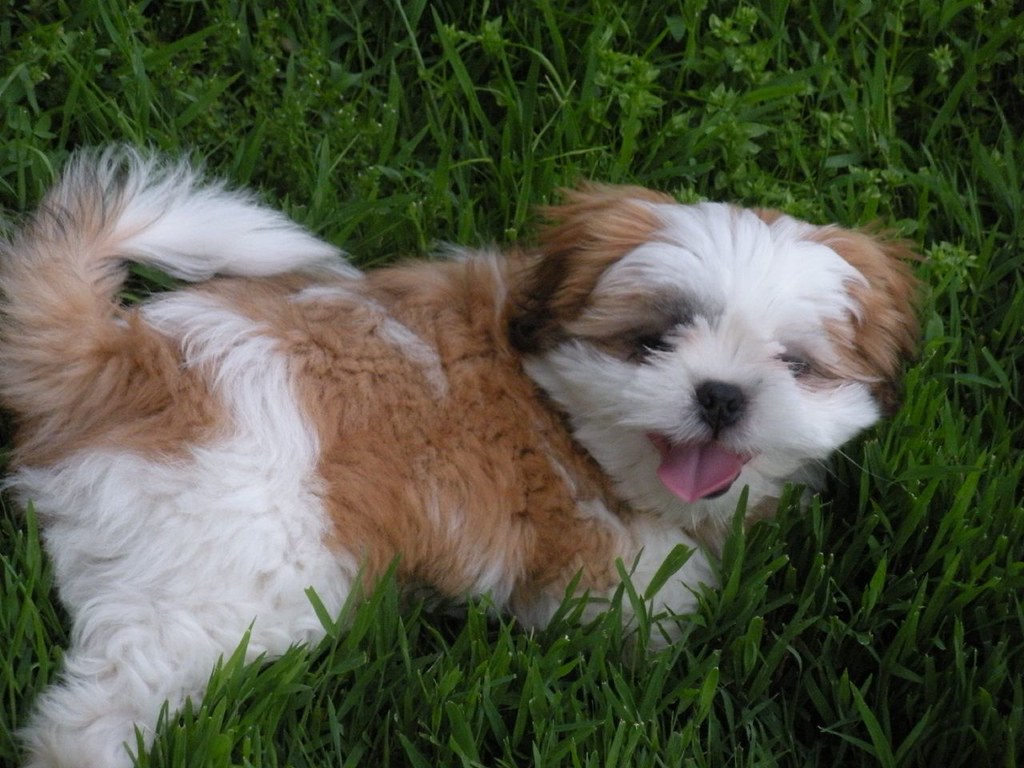 Shitzu Minihund
