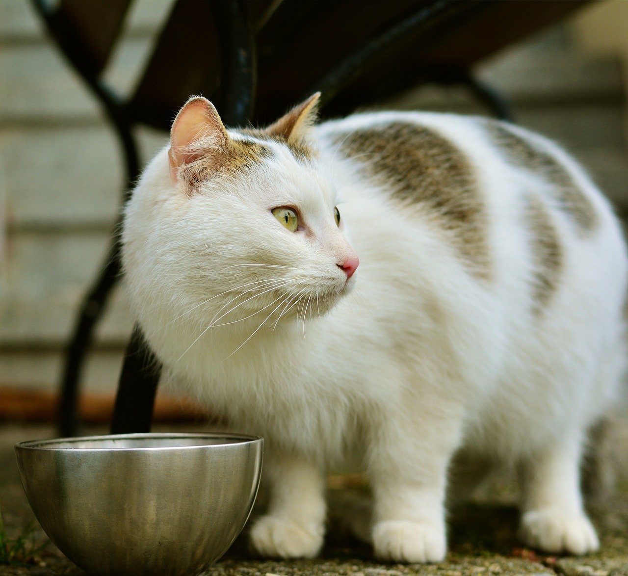 cat mammal cute animal 3159734