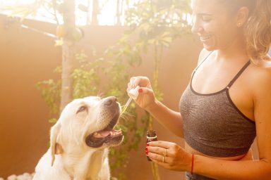 Lachsöl Dosierung Hund - Pipette mit Tropfen