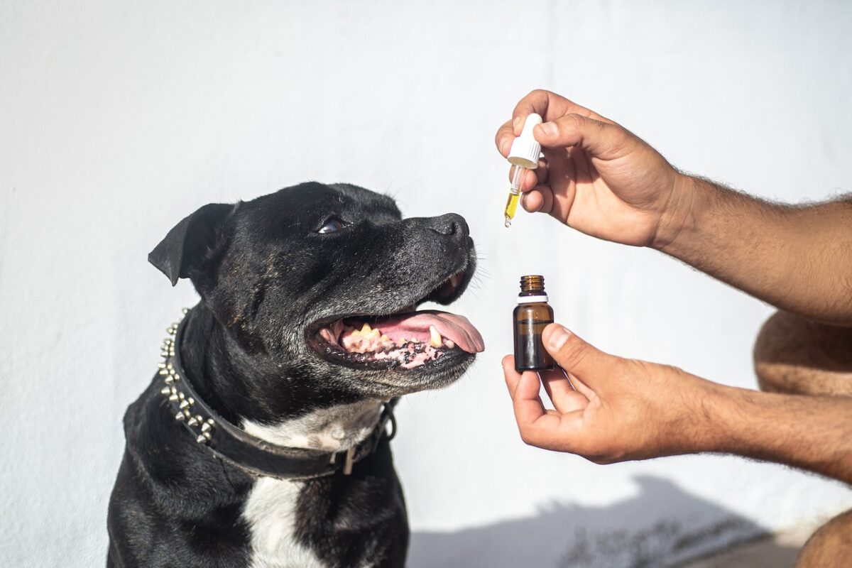 cbd oil dogs cbd oil pets 5441148