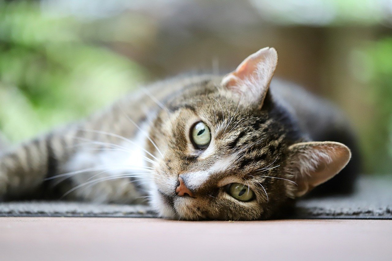 cat mackerel european shorthair 8081701