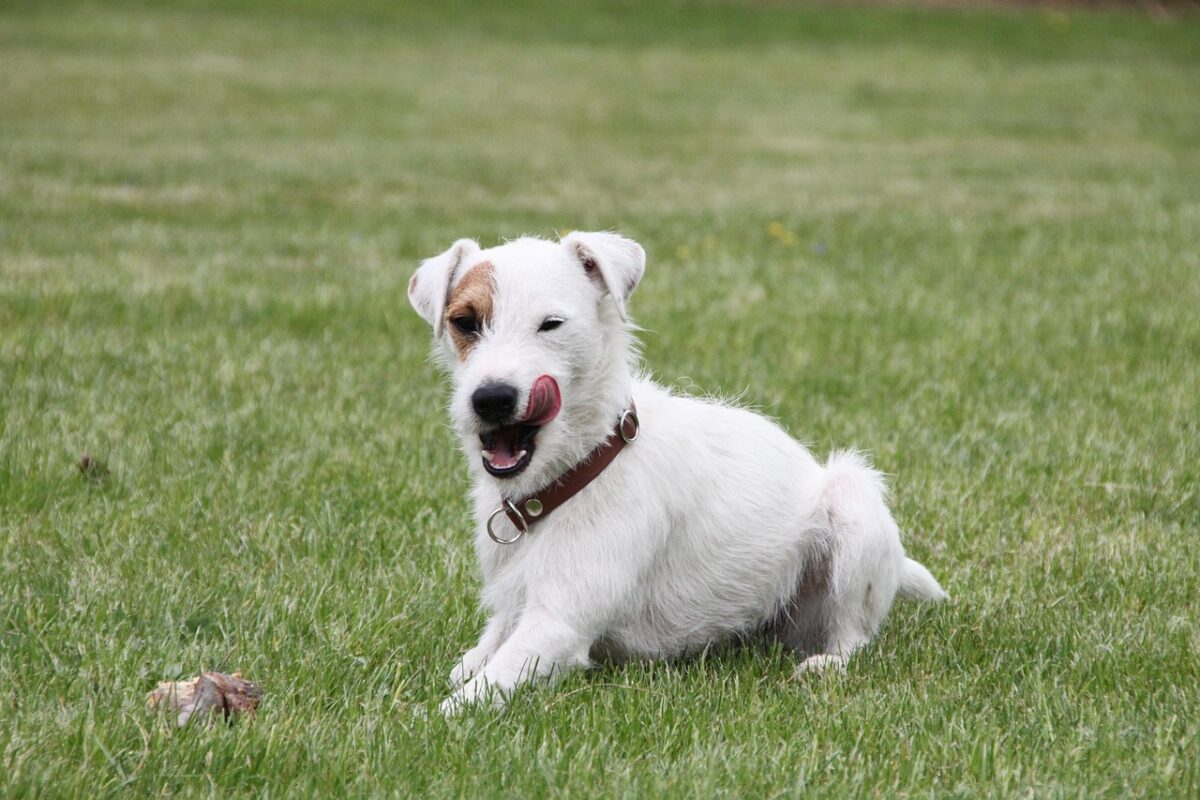 parson russell terrier animal dog 5168059
