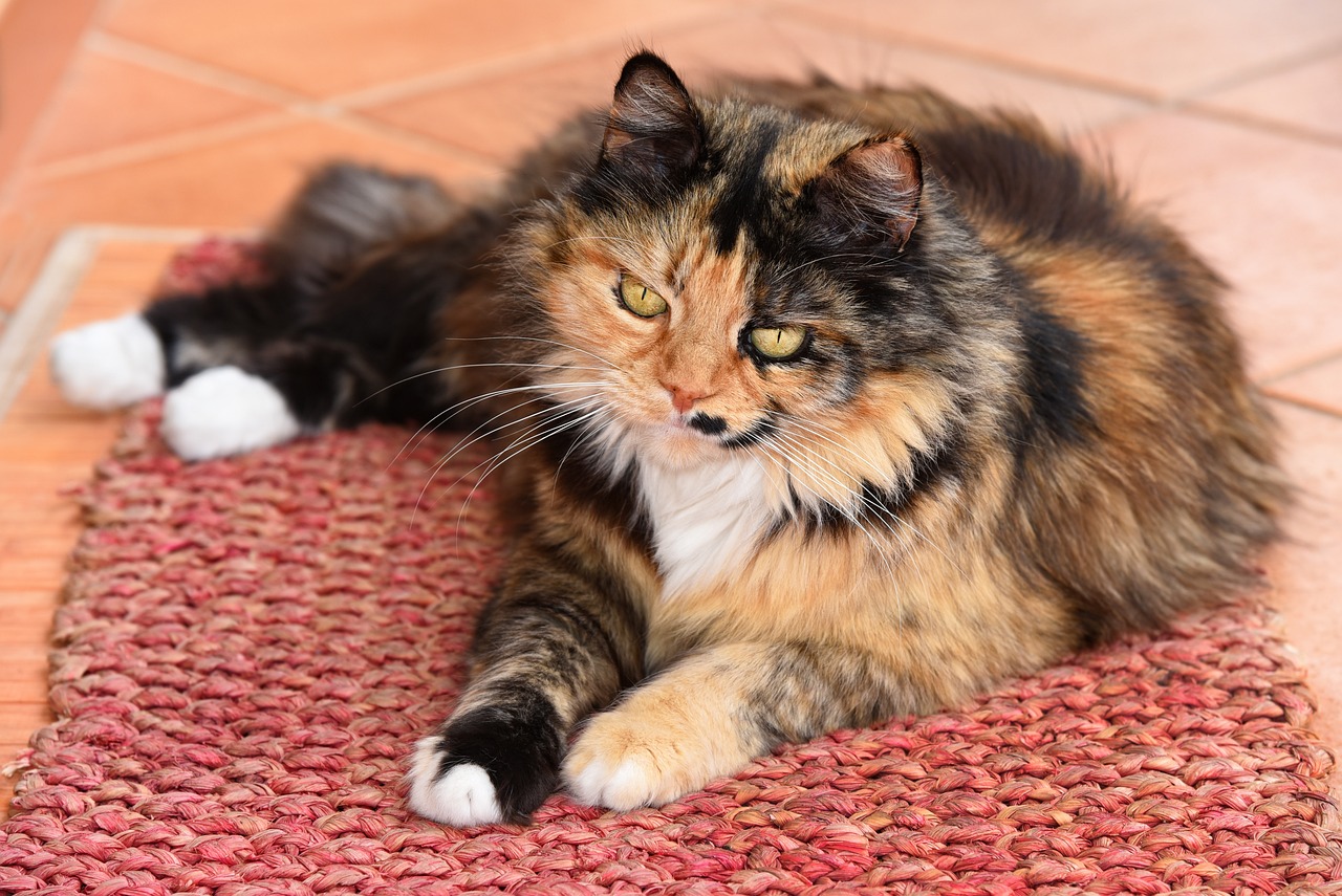 katze haart extrem; futteröl; misterkings.com;