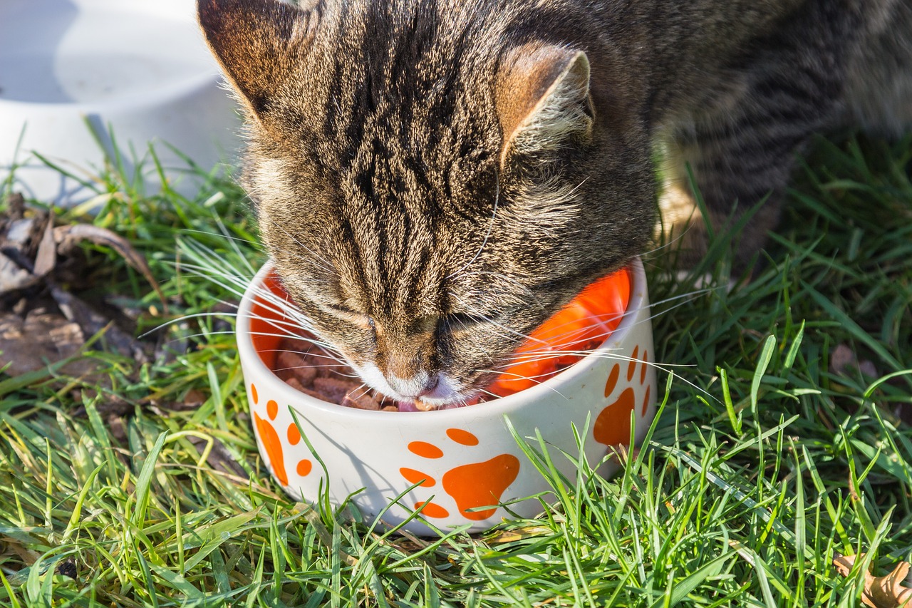 katze; futteröl; misterkings; hunde futteröl; lachsöl katze;