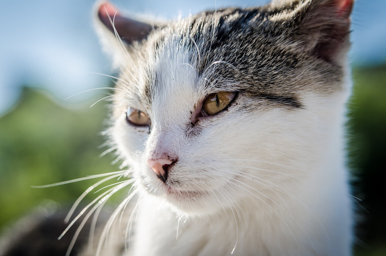cat kitten animal pet vet fur 256188