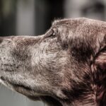 hund senior; futteröl; misterkings; hund seniorfutter;