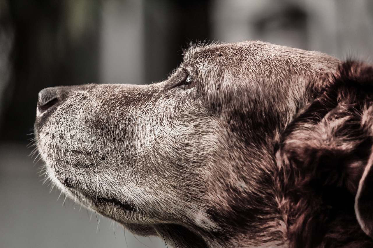 hund senior; futteröl; misterkings; hund seniorfutter;