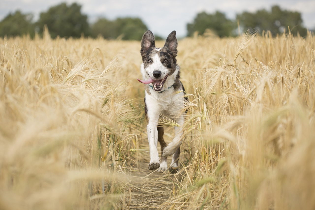 dog pet animal running playful 4689169