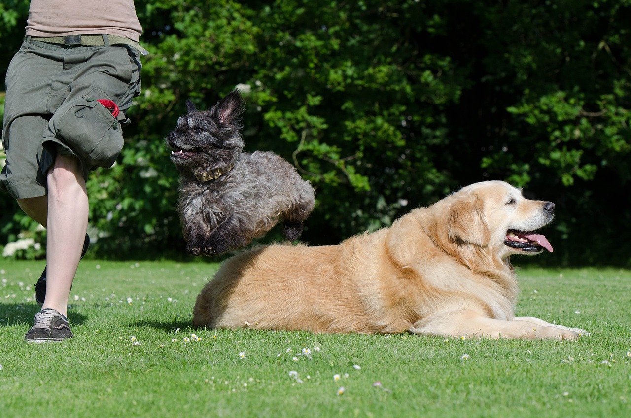 hunde tricks; hund kommandos; misterkings; futteröle;