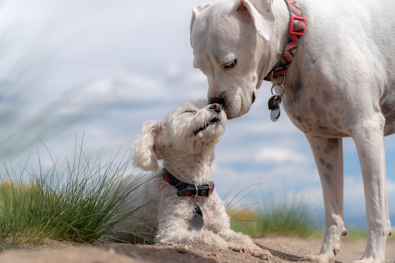 dogs poodle white boxer pets 4429513
