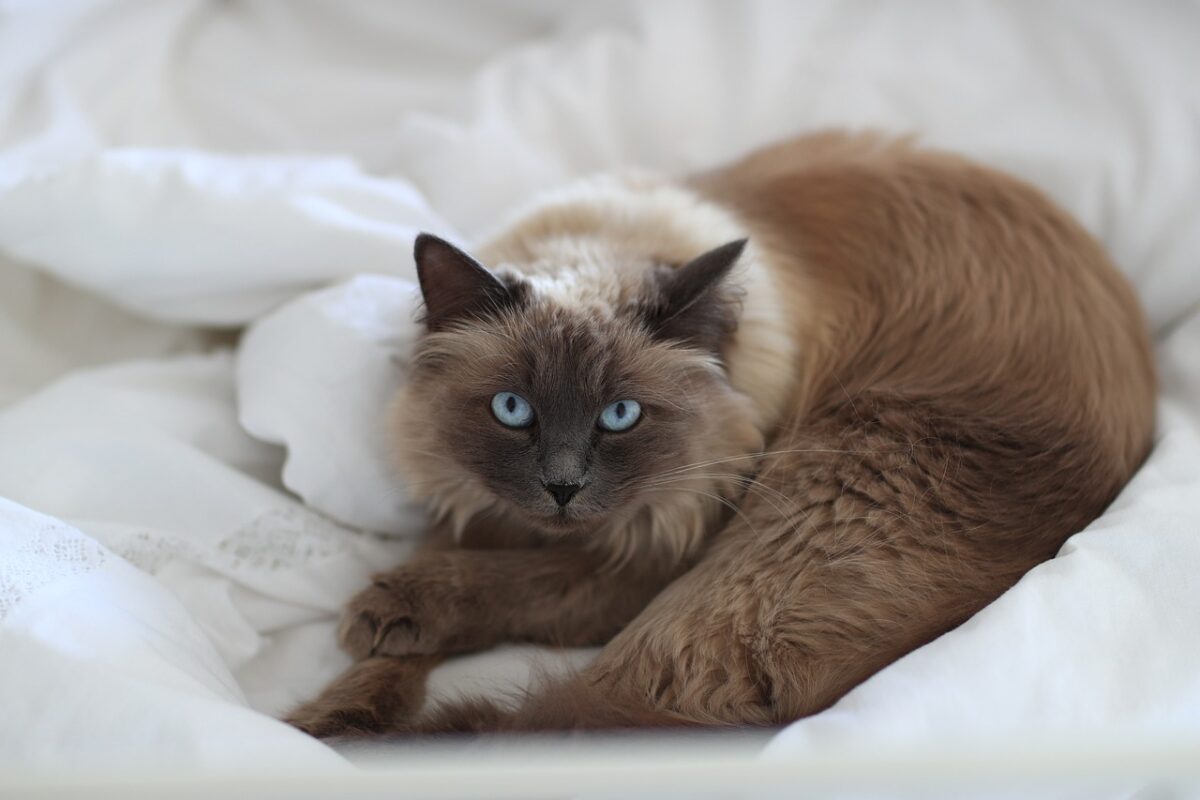 katze wolle katzenrasse 7239962