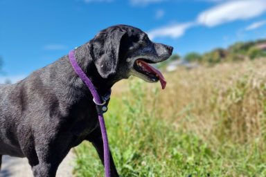 Hund mit glänzendem Fell nach Lachsöl-Kur