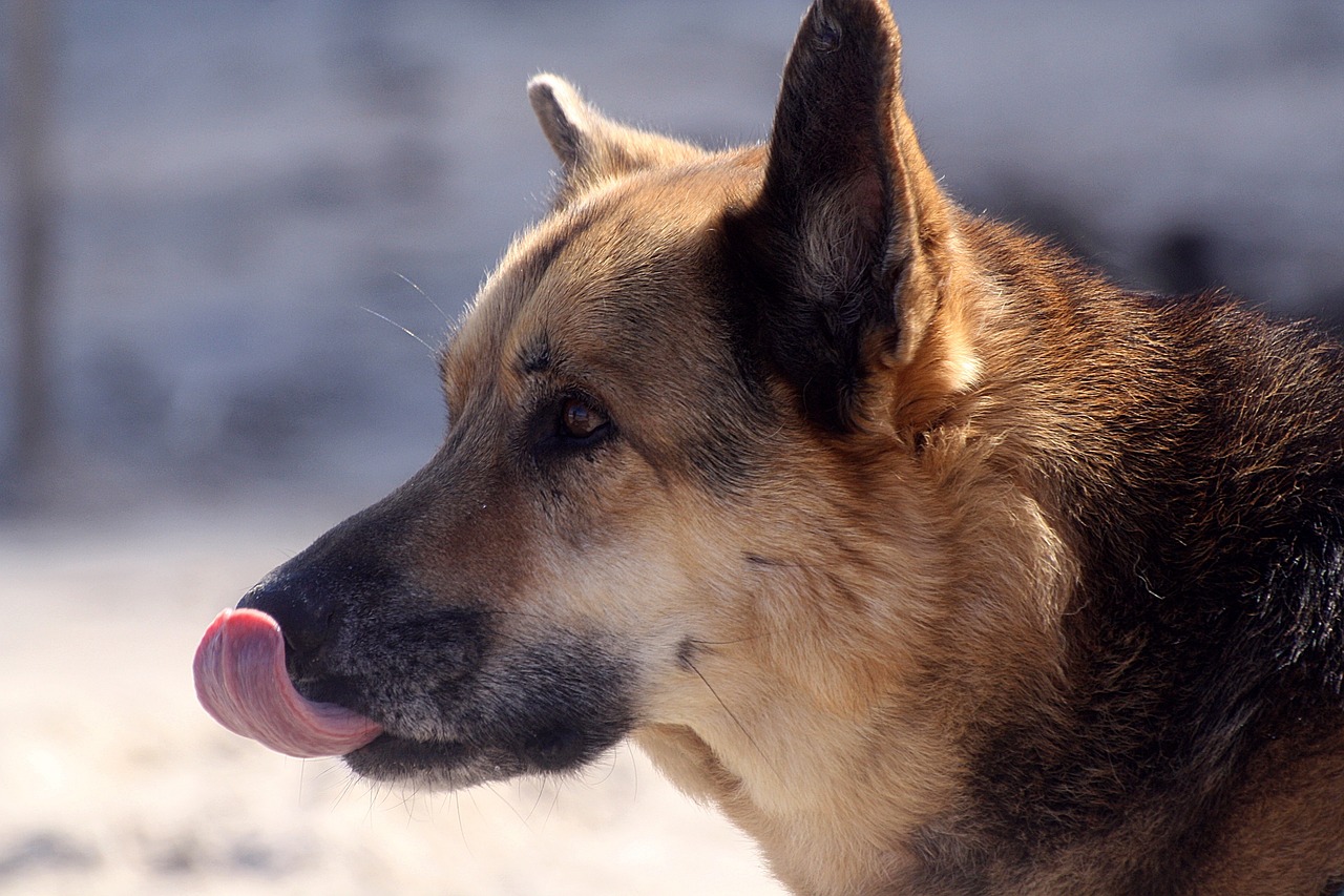 dog animal portrait 4149953