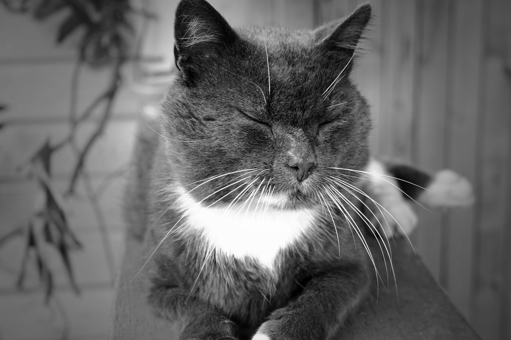 old cat