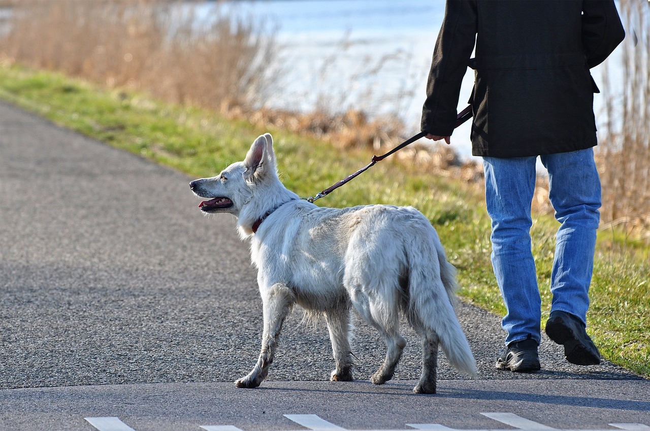 dog canine mammal animal white dog 3226922
