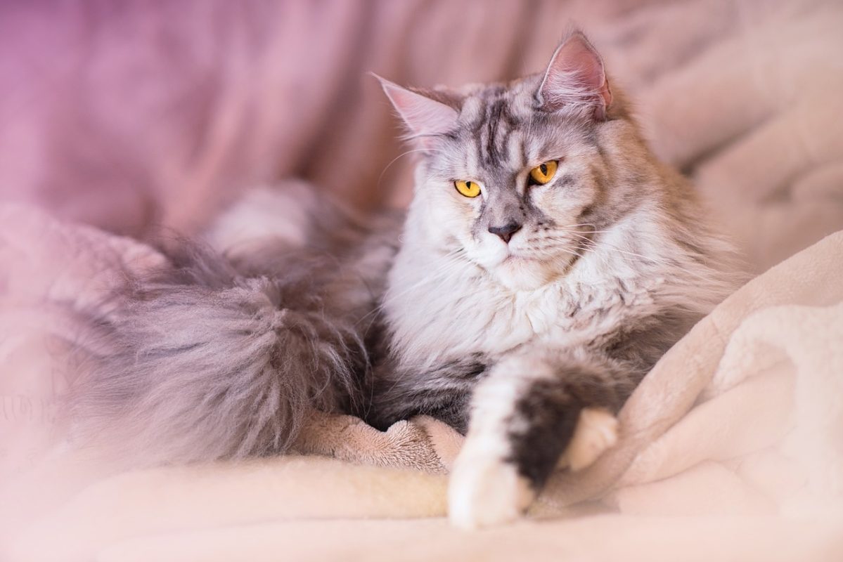 cat maine coon animal grey silver 4031693