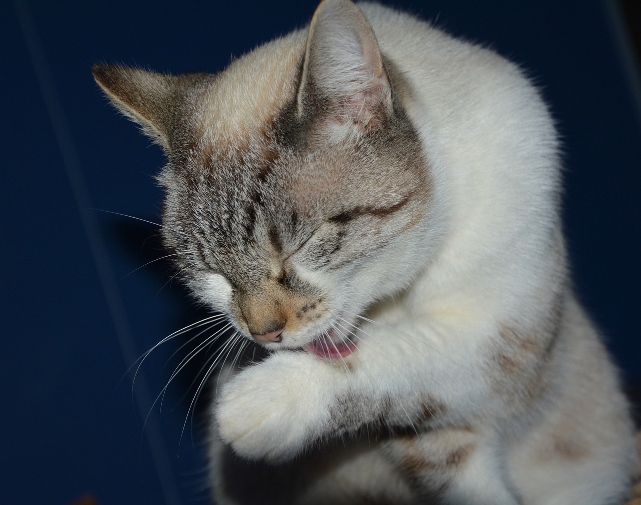 cat pussy cloud cat licks the paw 3757077