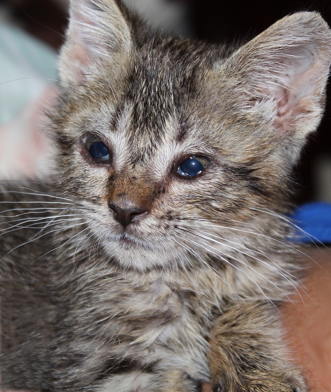 kitten tiny baby cat pet cute 2099333
