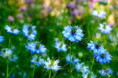 Schwarzkümmelöl Hund – natürlicher Zeckenschutz beim Waldspaziergang